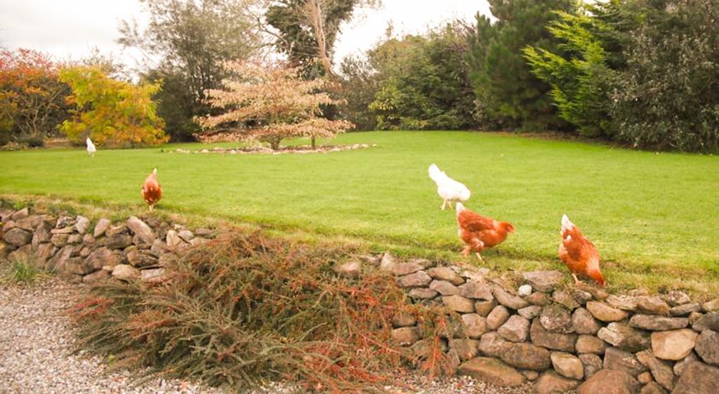 The Well Meadow B&B Nenagh Zewnętrze zdjęcie